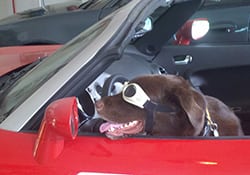 dog wearing goggles in a car