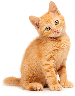 orange kitten tilting head