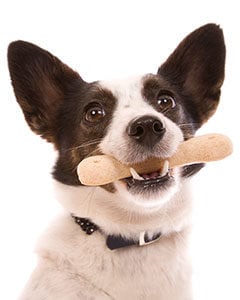 dog teeth cleaning in marinette, wi