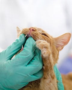 vet examining a cat's teeth