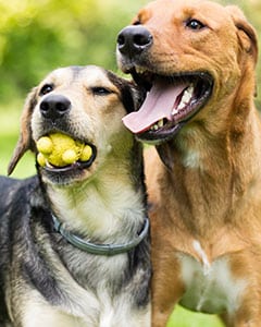 two dogs playing with a ball outside