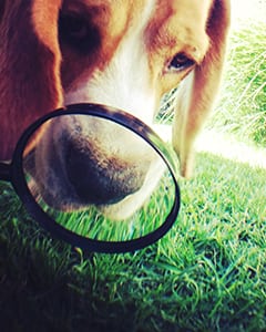dog looking through a magnifying glass