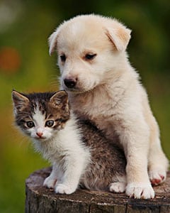puppy and kitten sitting outside
