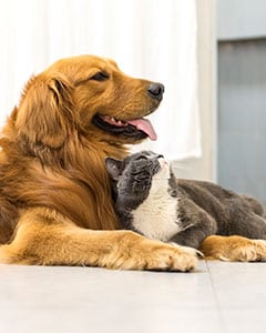 cat and dog lying together