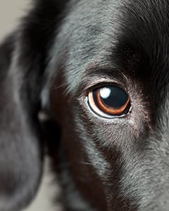 black dog's eye