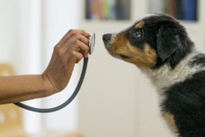 pet exams in marinette, wi
