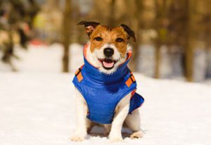 dog-winter-coat-marinette-wi