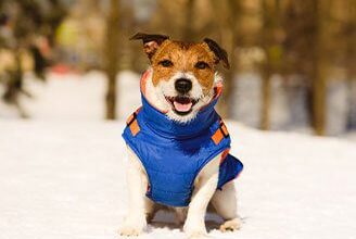 What Makes a Dog Winter Coat a Great One in Marinette, WI?