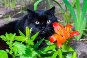 cat beside a lily