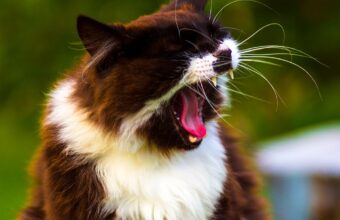 5 Reasons Why Your Cat is Sneezing in Marinette, WI