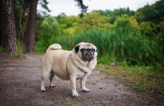 How to Treat Obesity in Dogs