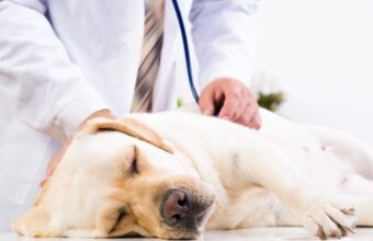 Signs and Treatment of Lepto in Dogs