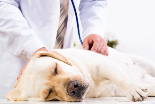 vet-listening-to-dogs-breathing