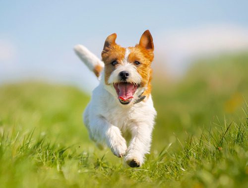 dog-running-through-grass-field