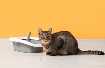 Cat Peeing Blood: What You Should Do 