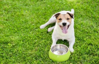 Dogs in Hot Weather: Ways to Keep Them Cool