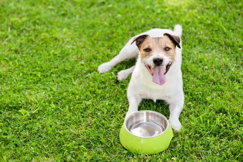 dog-laying-in-grass-with-tongue-out-and-water-bowl-between-front-paws