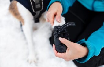 Do Dogs Need Booties in the Snow?