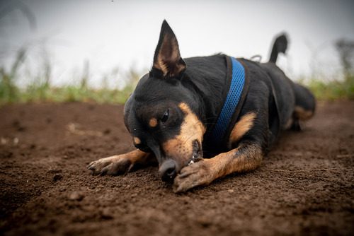 dog-laying-in-dirt-licking-its-paw