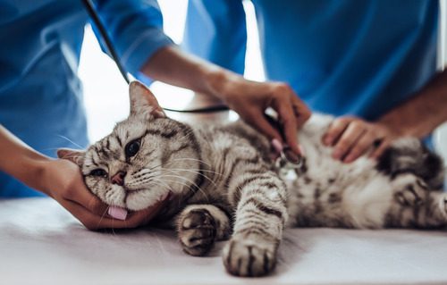 sick-cat-at-vet-clinic