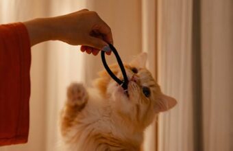 Cat Swallowed a Hair Tie: What Do I Do?