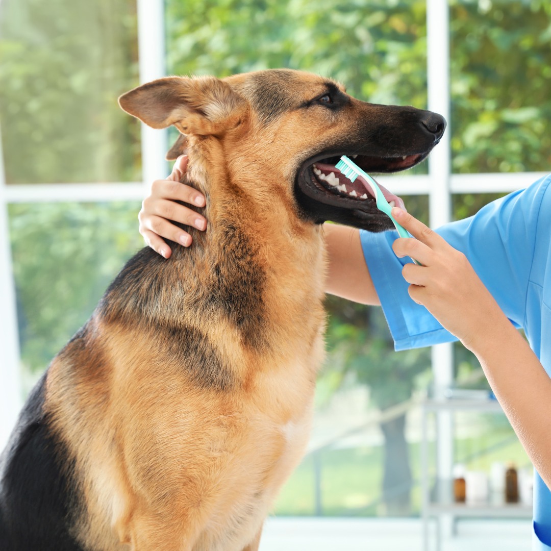 A vet brushing German Shepherd's teeth gently