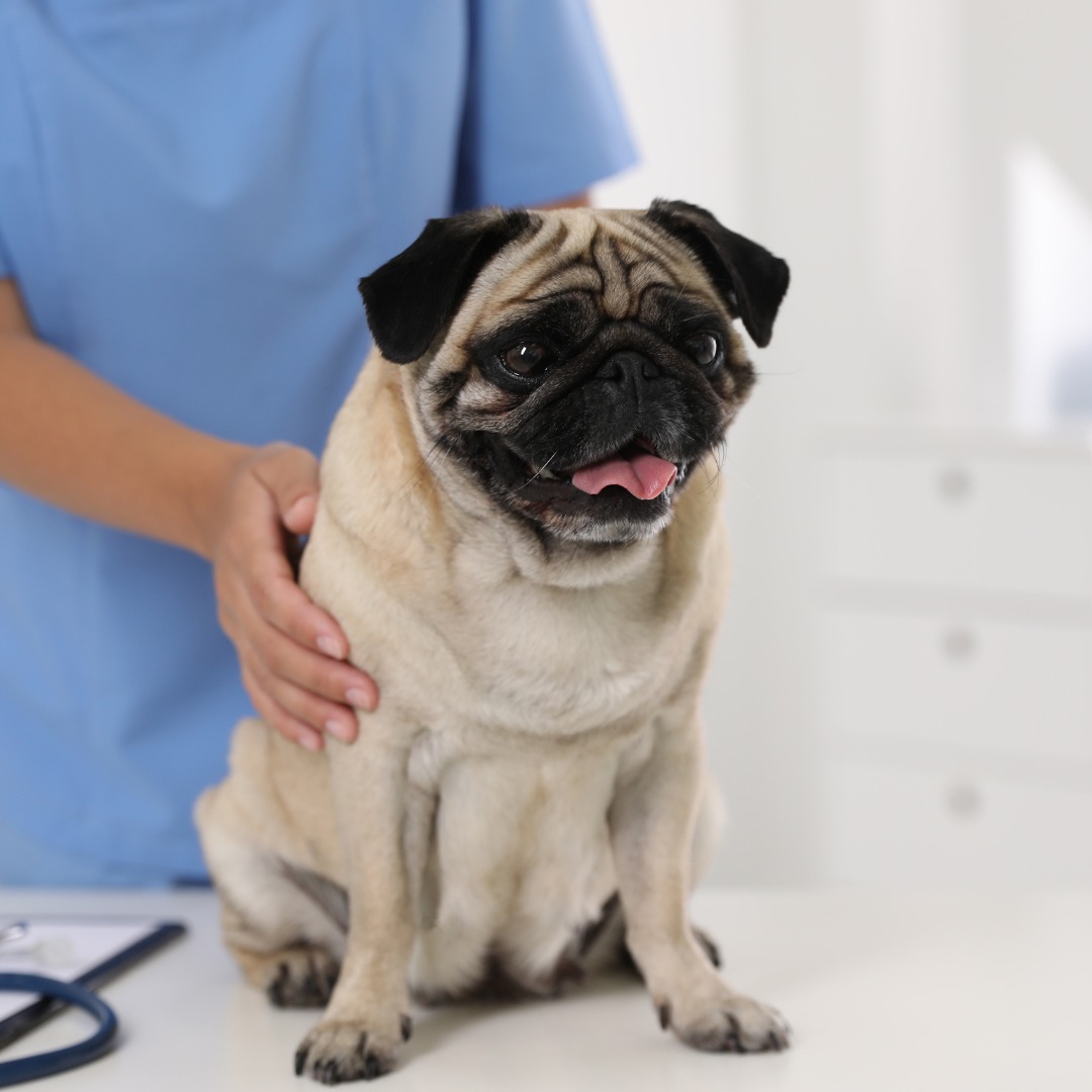 A pug dog sits on a table