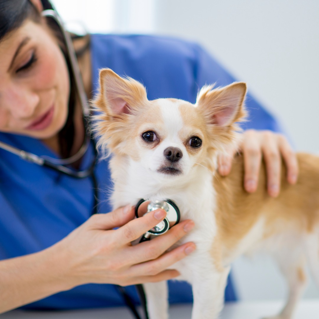 The veterinarian examines a small dog with a stethoscope.