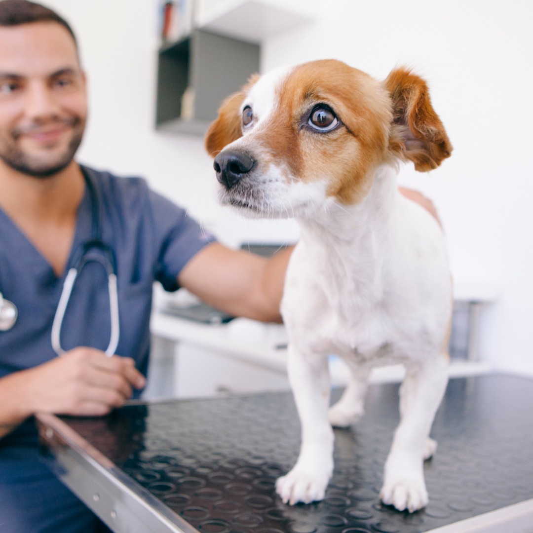 Small dog being examined by a veterinarian