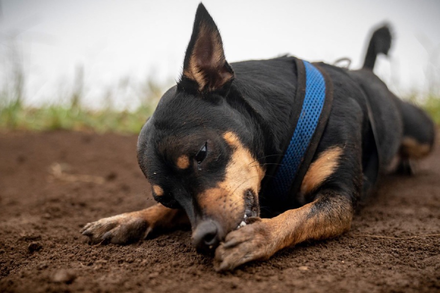 Hot Spots on Dogs