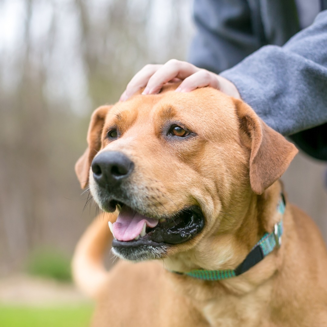 A dog being petted outdoors