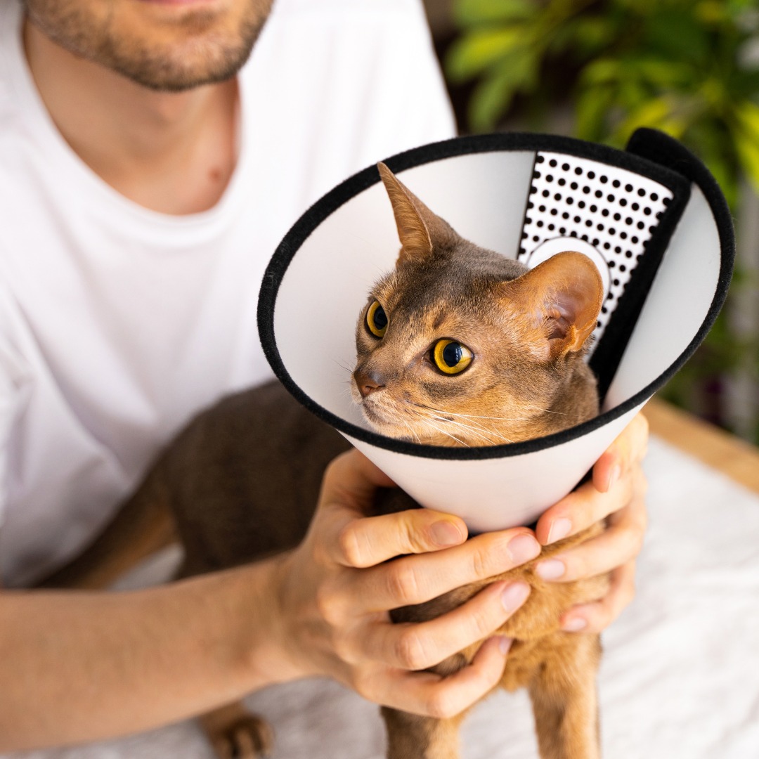 Cat wearing a protective cone collar indoors