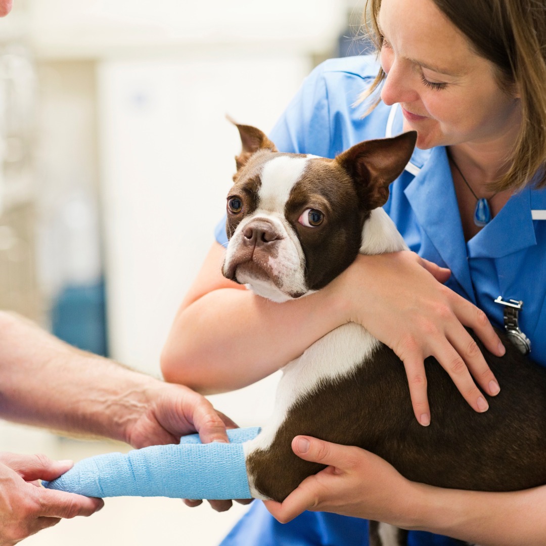 Dog receiving bandage treatment at the clinic