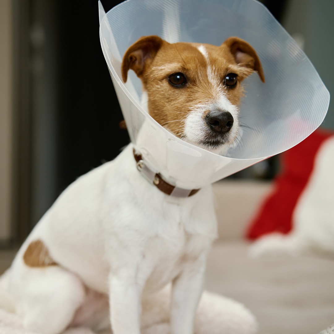 Dog wearing a plastic recovery cone indoors