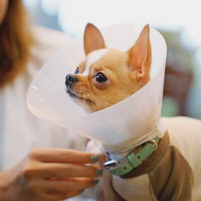 Chihuahua Dog Wearing Collar Cone