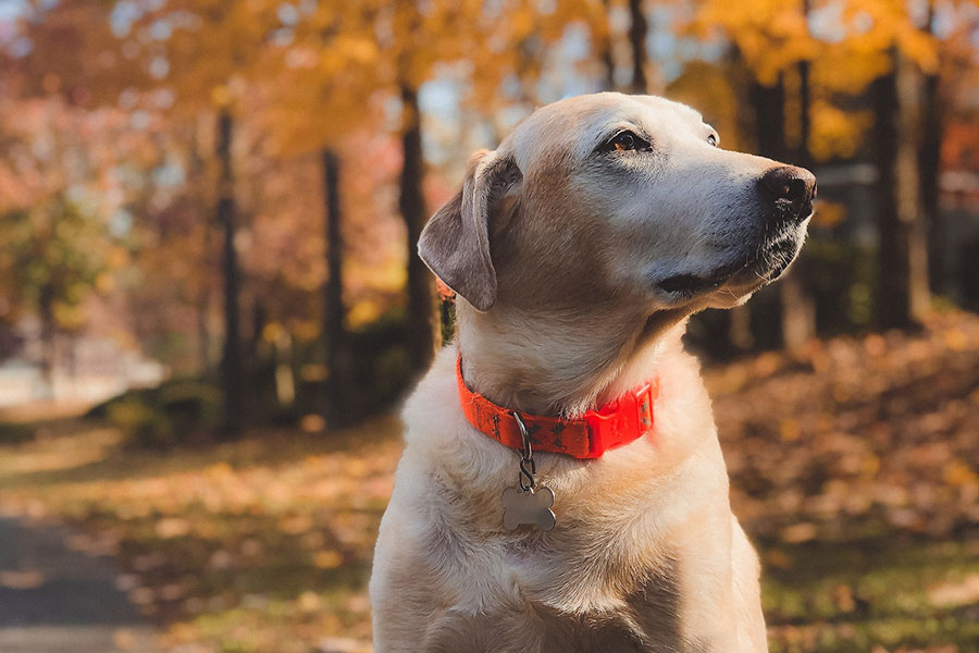 a dog in the autumn leaves