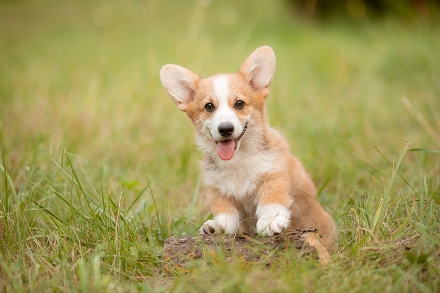 a dog sitting on a log in the grass