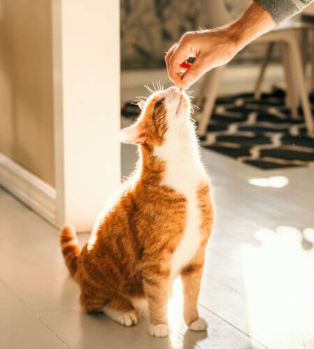 Orange cat receiving treat from owner's hand