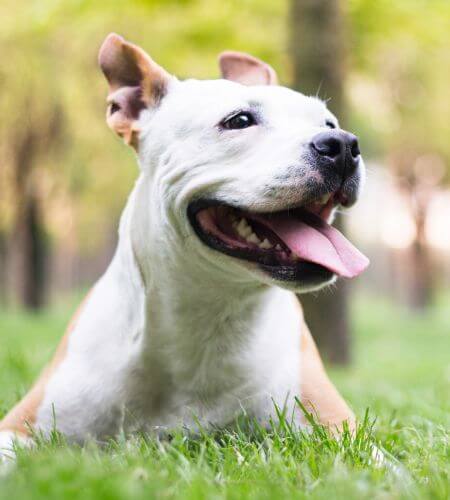 a happy dog resting on grass