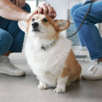 Dog being petted at a veterinary clinic