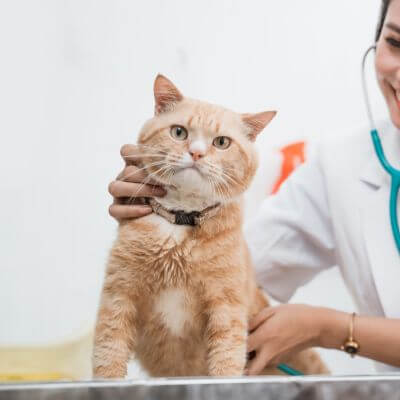 Orange cat being examined by a veterinarian