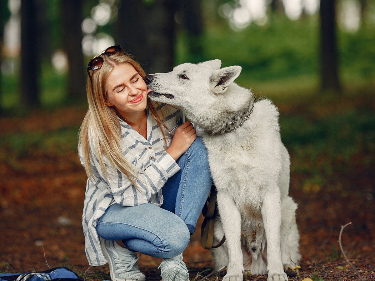 Pet Dog Licks Owner's Face