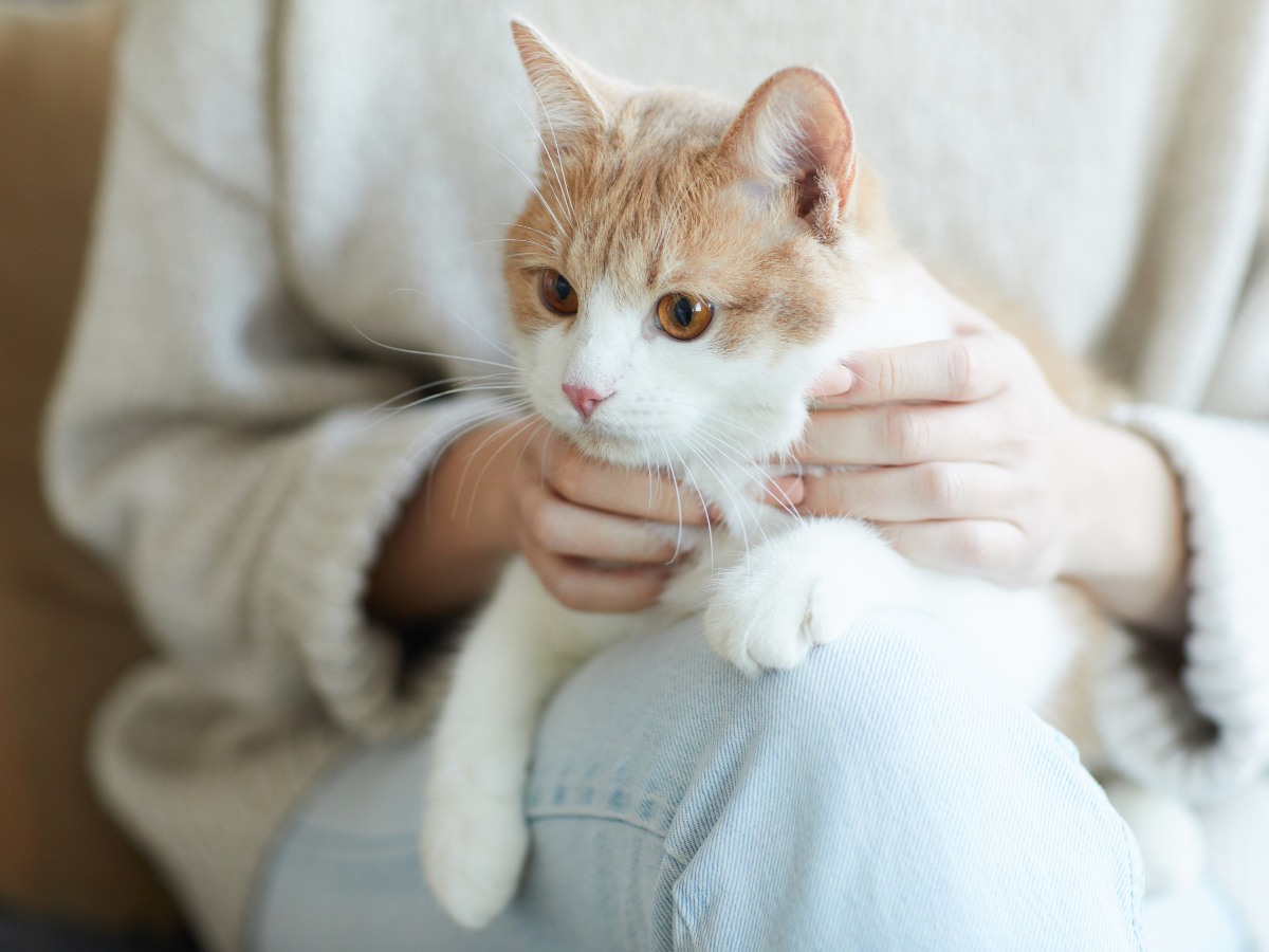 Cat Sitting on Owner's Lap