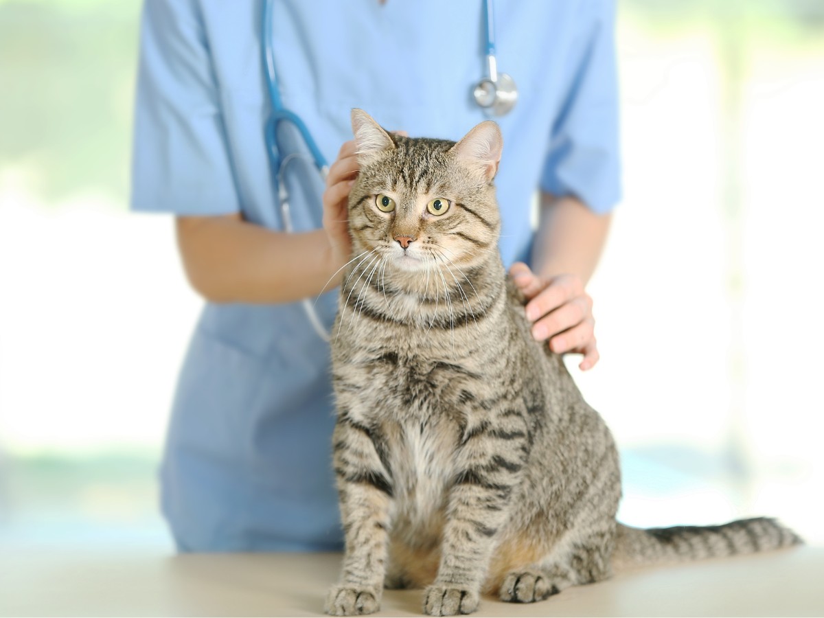 Veterinarian Doctor Checking Cat at Vet Clinic