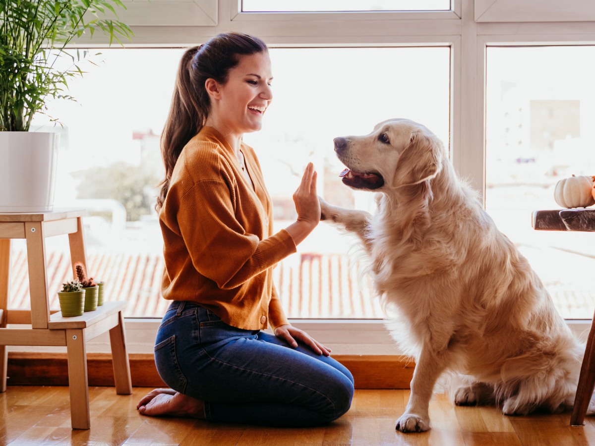 A woman doing high five trick with a dog