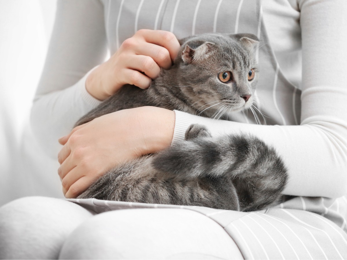 Person holding a gray Scottish Fold cat