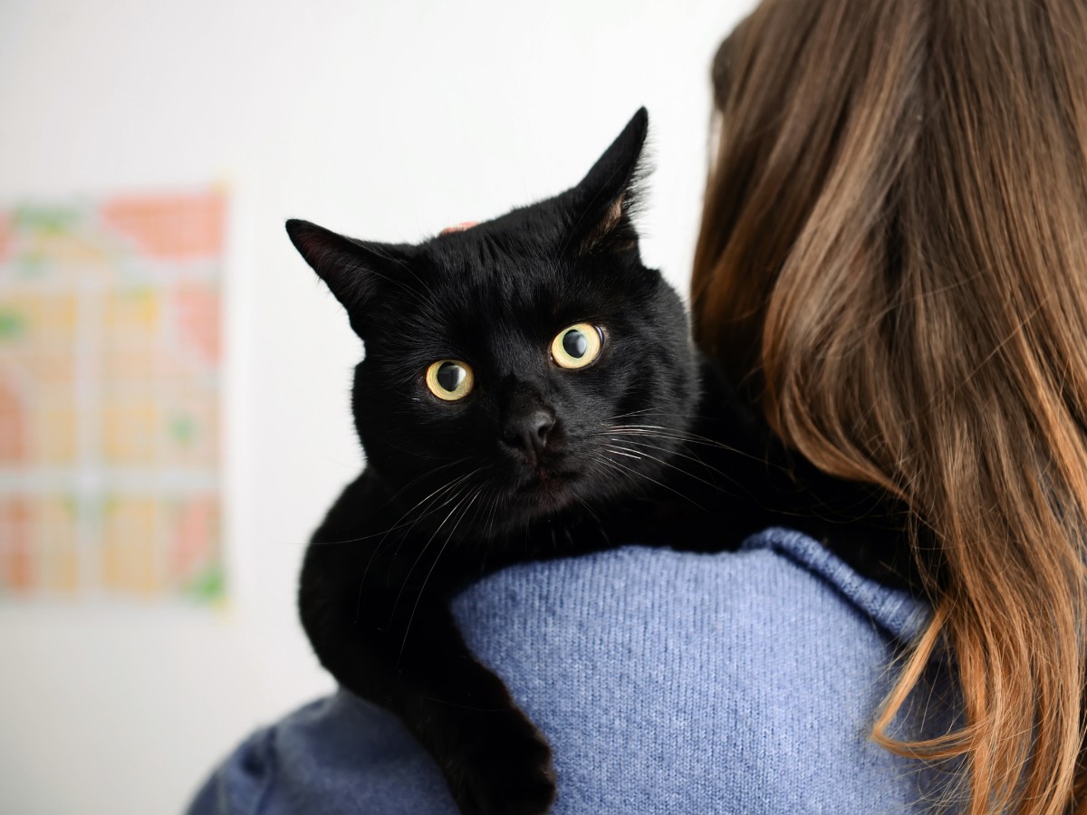 Owner Holding Their Black Cat