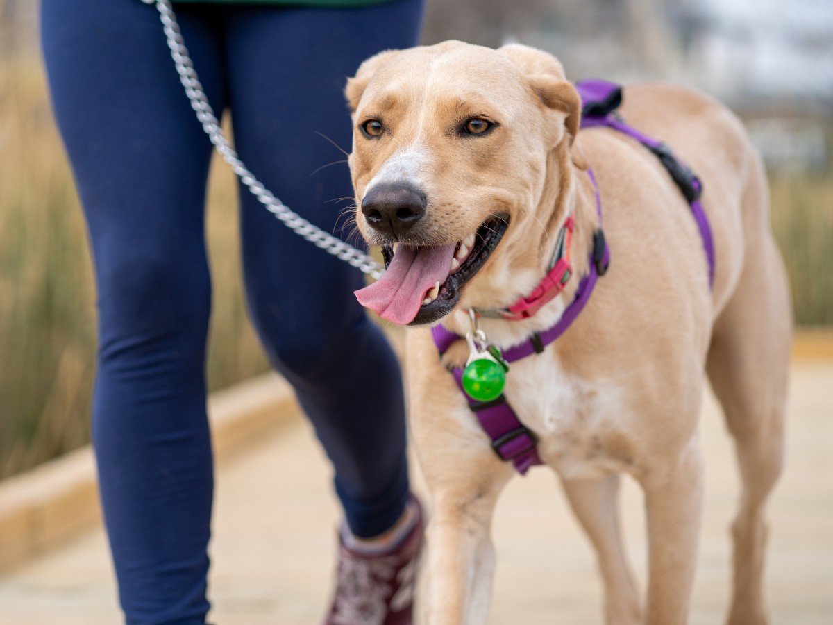 Dog on a leash walking with owner