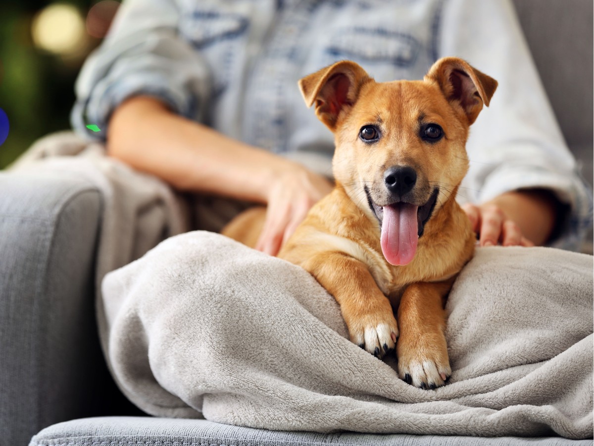 Happy brown dog sitting on owner's lap