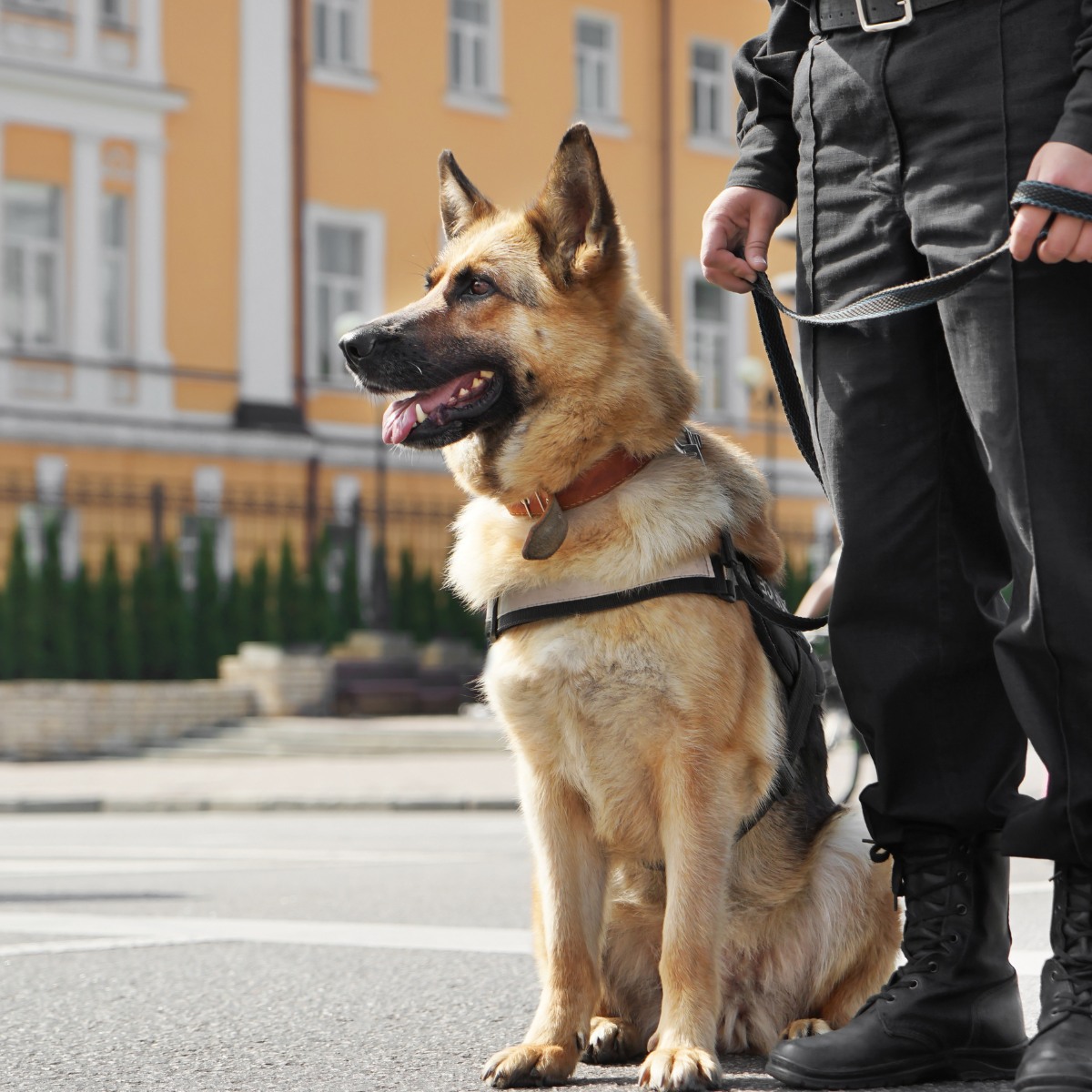 German Shepherd sitting beside a person